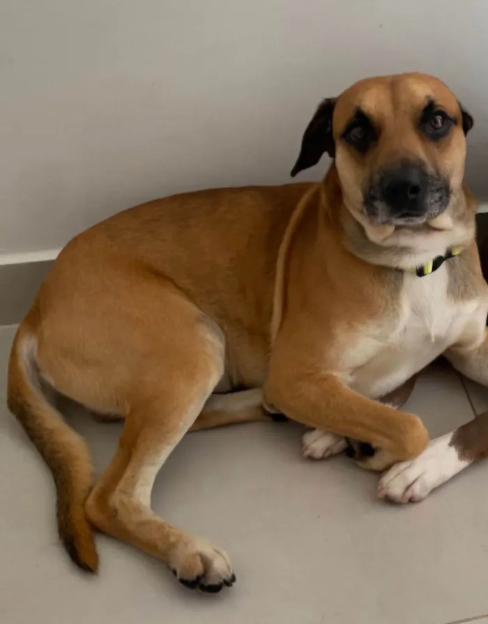 Cachorro raça SRD-ViraLata idade 5 anos nome Bambi