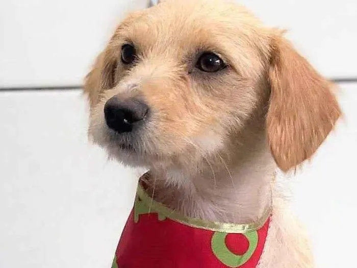 Cachorro raça SRD-ViraLata idade 2 anos nome CREMOSA