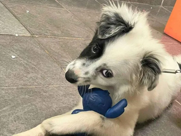 Cachorro raça SRD-ViraLata idade 2 a 6 meses nome FLOKINHA