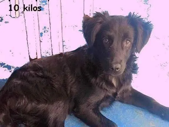 Cachorro raça SRD-ViraLata idade 7 a 11 meses nome PAÇOCA