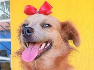 Cachorro raça SRD-ViraLata idade 1 ano nome PEPITA