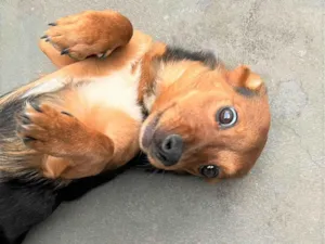 Cachorro raça SRD-ViraLata idade 7 a 11 meses nome RATINHA