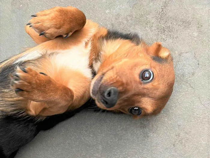 Cachorro raça SRD-ViraLata idade 7 a 11 meses nome RATINHA