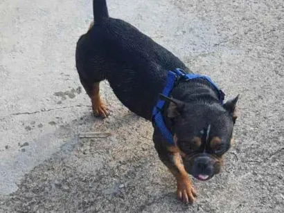 Cachorro raça Bulldog idade 3 anos nome Bisteca