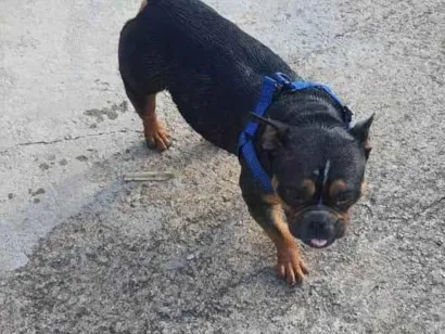 Cachorro raça Bulldog idade 3 anos nome Bisteca