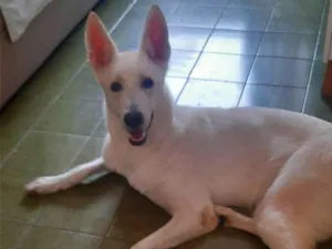 Cachorro raça Pastor Alemão idade 2 anos nome Frozen 