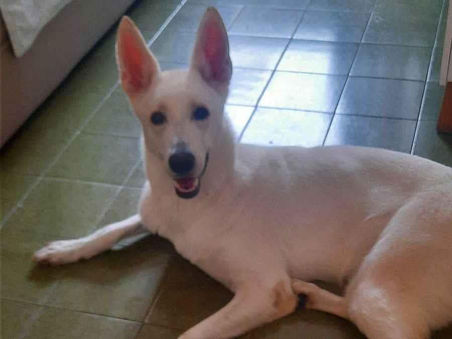 Cachorro raça Pastor Alemão idade 2 anos nome Frozen 