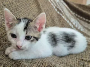 Gato raça SRD-ViraLata idade Abaixo de 2 meses nome Luli