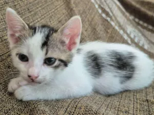 Gato raça SRD-ViraLata idade Abaixo de 2 meses nome Luluti