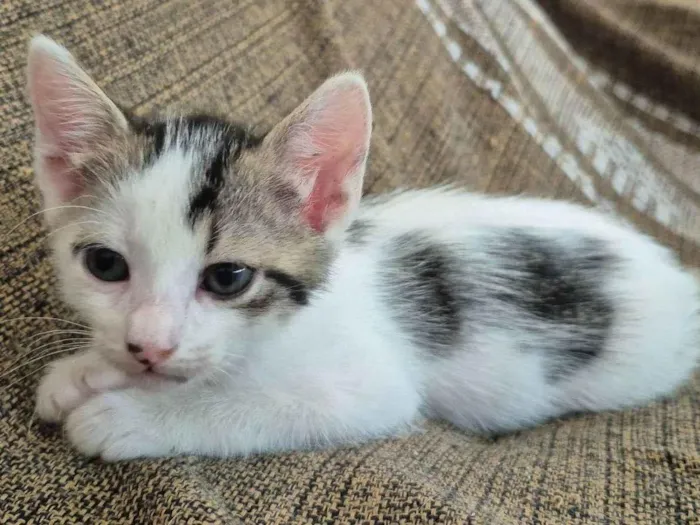 Gato raça SRD-ViraLata idade Abaixo de 2 meses nome Luluti
