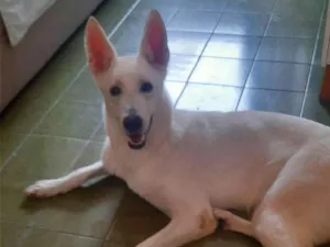 Cachorro raça Pastor Alemão idade 2 anos nome Frozen 