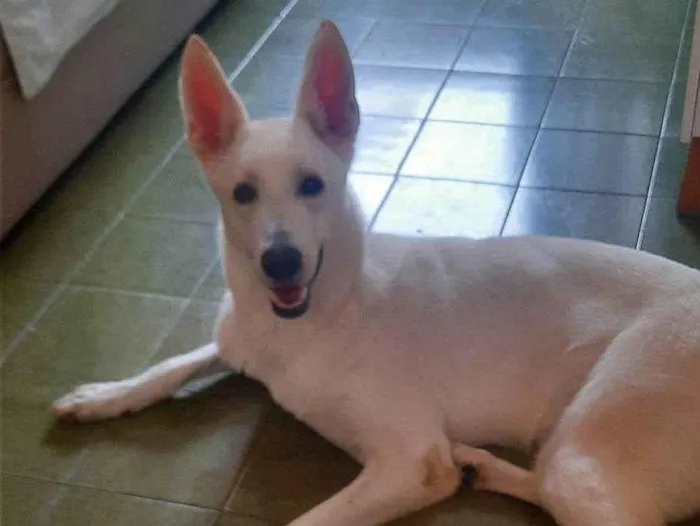 Cachorro raça Pastor Alemão idade 2 anos nome Frozen 