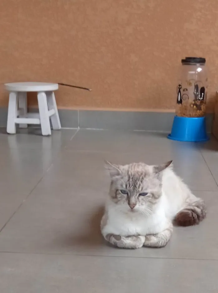 Gato raça SRD-ViraLata idade 4 anos nome Buzina 