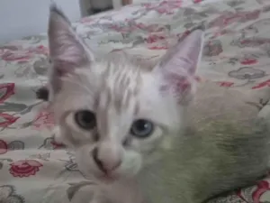 Cachorro raça SRD-ViraLata idade Abaixo de 2 meses nome Lili