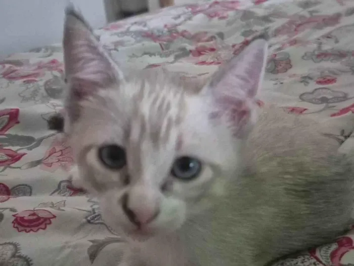 Cachorro raça SRD-ViraLata idade Abaixo de 2 meses nome Lili