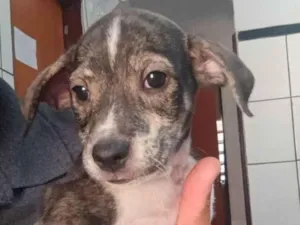 Cachorro raça SRD-ViraLata idade 2 a 6 meses nome Zefinha