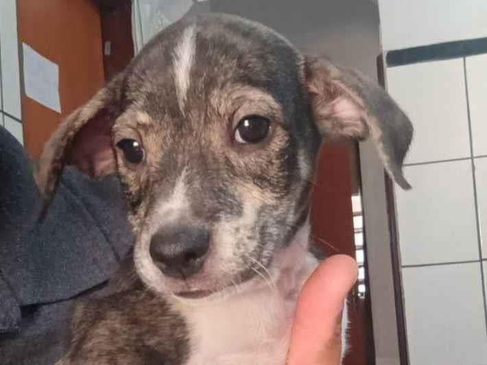 Cachorro raça SRD-ViraLata idade 2 a 6 meses nome Zefinha