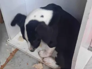 Cachorro raça SRD-ViraLata idade 2 a 6 meses nome Zara