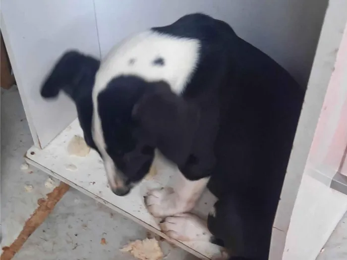 Cachorro raça SRD-ViraLata idade 2 a 6 meses nome Zara