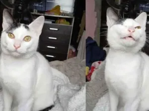 Gato raça SRD-ViraLata idade 7 a 11 meses nome Oliver