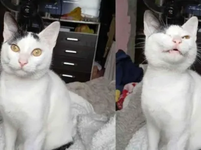 Gato raça SRD-ViraLata idade 7 a 11 meses nome Oliver