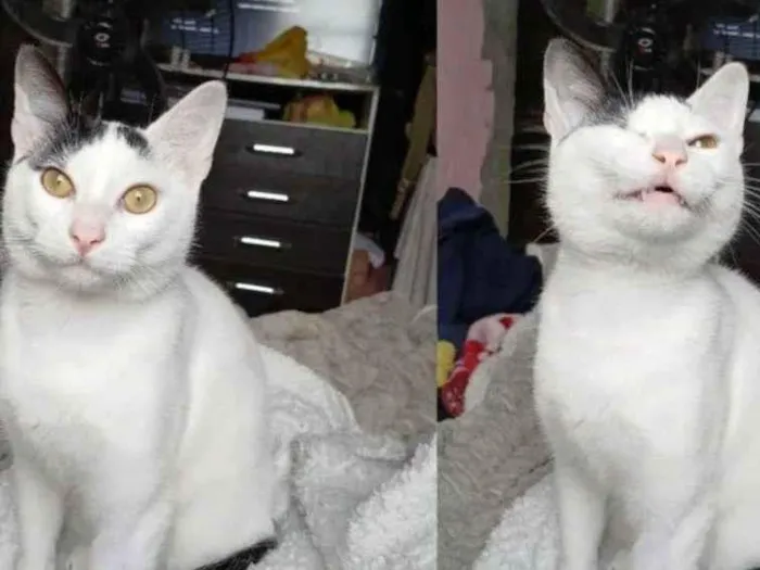 Gato raça SRD-ViraLata idade 7 a 11 meses nome Oliver