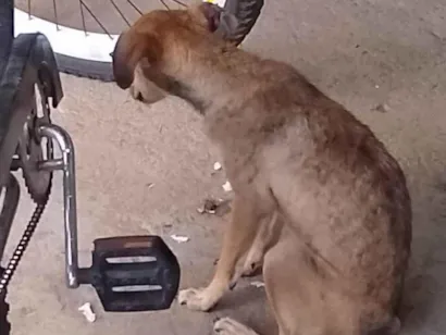 Cachorro raça SRD-ViraLata idade 7 a 11 meses nome Kiara