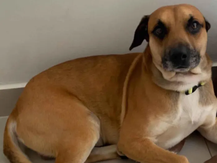 Cachorro raça SRD-ViraLata idade 5 anos nome Bambi