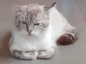 Gato raça SRD-ViraLata idade 4 anos nome Buzina 