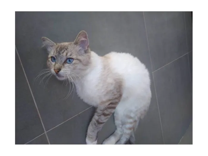 Gato raça SRD-ViraLata idade 4 anos nome Buzina 