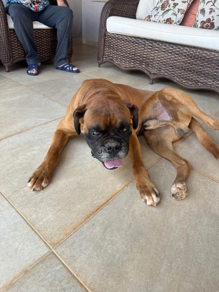 Cachorro raça Boxer idade 4 anos nome Dom