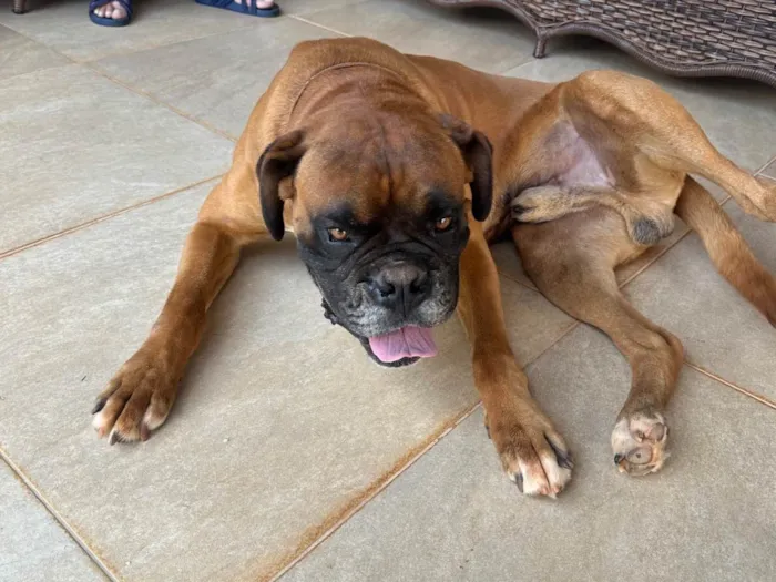 Cachorro raça Boxer idade 4 anos nome Dom