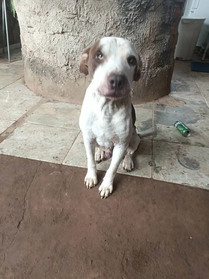 Cachorro raça Pit-Bull idade 4 anos nome Claro 