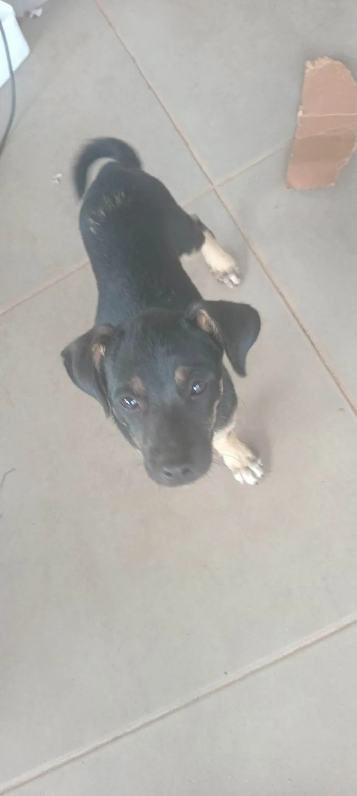 Cachorro raça SRD-ViraLata idade 2 a 6 meses nome pitoco