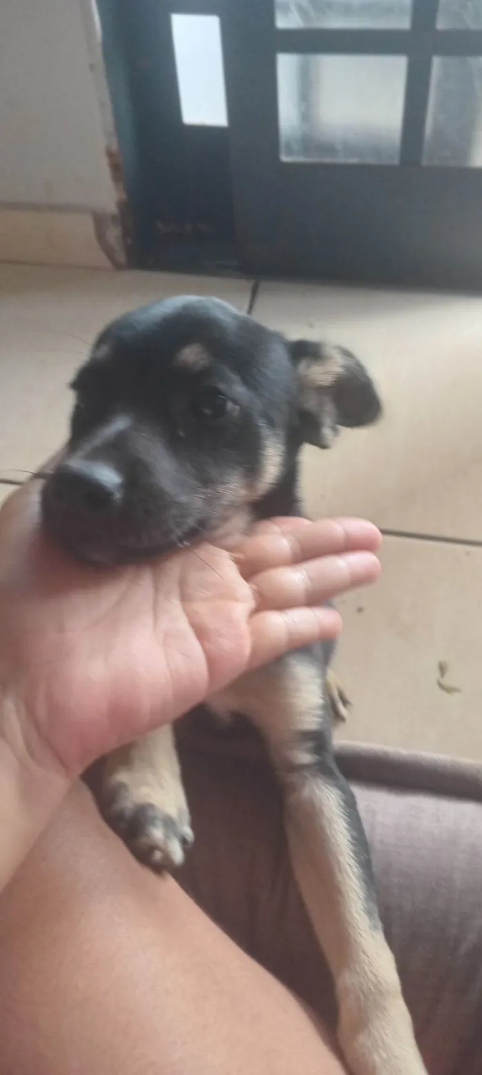 Cachorro raça SRD-ViraLata idade 2 a 6 meses nome pitoco