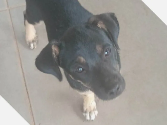 Cachorro raça SRD-ViraLata idade 2 a 6 meses nome pitoco