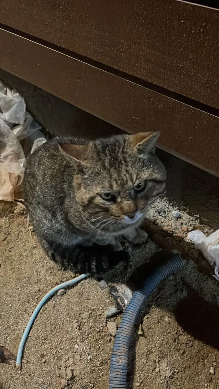 Gato raça SRD-ViraLata idade 6 ou mais anos nome Tino