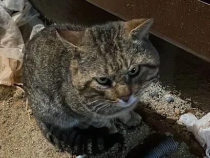 Gato raça SRD-ViraLata idade 6 ou mais anos nome Tino