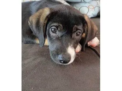 Cachorro raça SRD-ViraLata idade 2 a 6 meses nome Luna