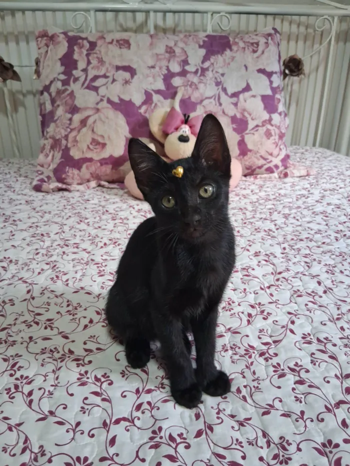 Gato raça SRD-ViraLata idade 2 a 6 meses nome Lua 