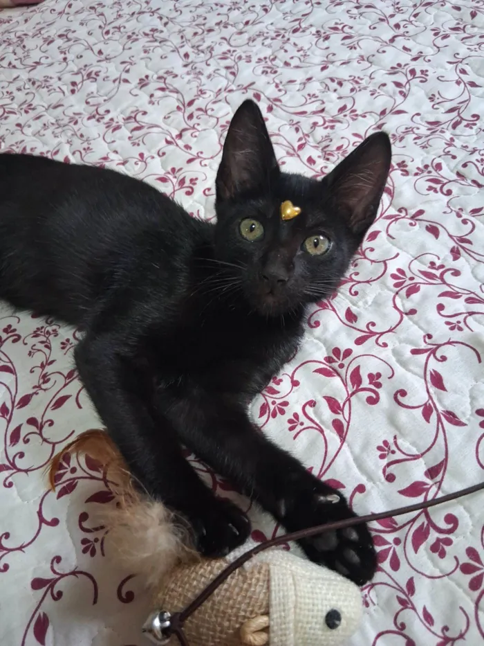 Gato raça SRD-ViraLata idade 2 a 6 meses nome Lua 