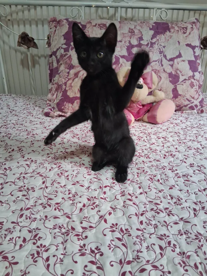 Gato raça SRD-ViraLata idade 2 a 6 meses nome Lua 