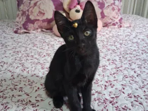 Gato raça SRD-ViraLata idade 2 a 6 meses nome Lua 