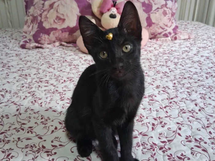 Gato raça SRD-ViraLata idade 2 a 6 meses nome Lua 