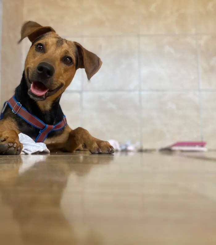 Cachorro raça SRD-ViraLata idade 1 ano nome Scooby