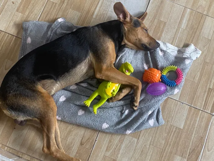 Cachorro raça SRD-ViraLata idade 1 ano nome Scooby