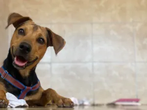 Cachorro raça SRD-ViraLata idade 1 ano nome Scooby