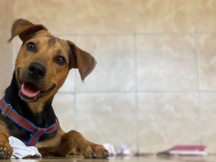 Cachorro raça SRD-ViraLata idade 1 ano nome Scooby