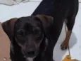 Cachorro raça SRD-ViraLata idade 1 ano nome CHOCOLATE CASTRADO