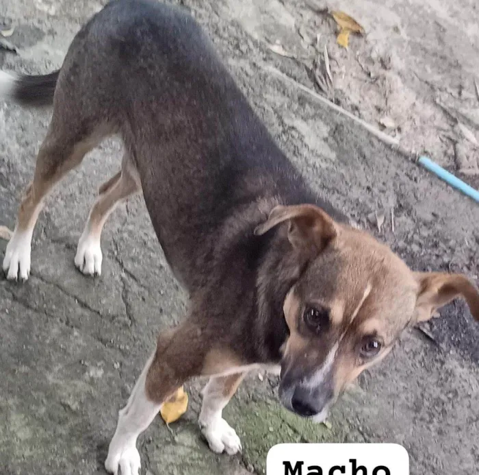 Cachorro raça SRD-ViraLata idade 1 ano nome BOBY CASTRADO